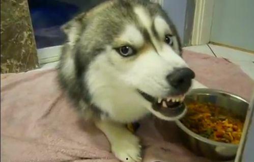 娱乐吃瓜酱哈士奇,揭秘哈士奇的那些事儿  第2张