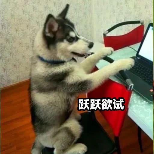 娱乐吃瓜酱哈士奇,揭秘哈士奇的那些事儿  第3张